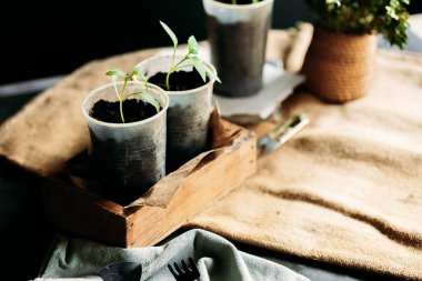 Toprakla dolu küçük, geri dönüştürülmüş bardaklardan filizlenen yavrular güneş ışığında tahta bir kutuya konur. Bardaklar birbirine yakın olarak dizilmiştir, her birinde birkaç yapraklı yeşil bir bitki vardır..
