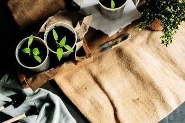 Toprakla dolu küçük, geri dönüştürülmüş bardaklardan filizlenen yavrular güneş ışığında tahta bir kutuya konur. Bardaklar birbirine yakın olarak dizilmiştir. Üst görünüm