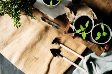 Toprakla dolu küçük, geri dönüştürülmüş bardaklardan filizlenen yavrular güneş ışığında tahta bir kutuya konur. Bardaklar birbirine yakın olarak dizilmiştir. Üst görünüm