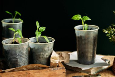 Toprakla dolu küçük, geri dönüştürülmüş bardaklardan filizlenen yavrular güneş ışığında tahta bir kutuya konur. Bardaklar birbirine yakın olarak dizilmiştir, her birinde birkaç yapraklı yeşil bir bitki vardır..