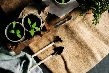 Toprakla dolu küçük, geri dönüştürülmüş bardaklardan filizlenen yavrular güneş ışığında tahta bir kutuya konur. Bardaklar birbirine yakın olarak dizilmiştir. Üst görünüm
