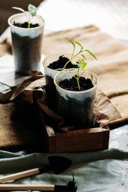 Toprakla dolu küçük, geri dönüştürülmüş bardaklardan filizlenen yavrular güneş ışığında tahta bir kutuya konur. Bardaklar birbirine yakın olarak dizilmiştir, her birinde birkaç yapraklı yeşil bir bitki vardır..