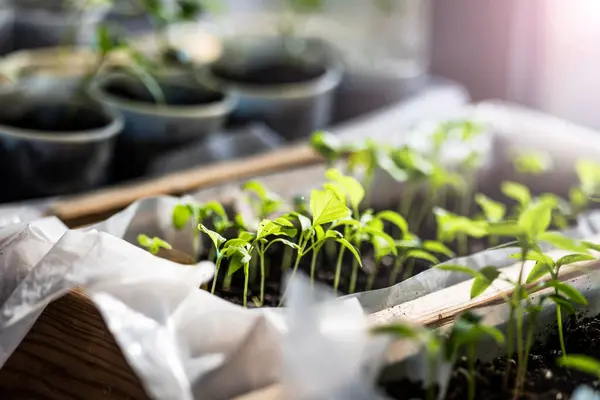 Genç fideler karanlıkta filizlenir, besin açısından zengin topraklar tahta bir kutunun içinde, güneş ışığının tadını çıkarırlar. Yapraklar canlı yeşil, sağlıklı büyüdüğünü gösteriyor. Arka planda yumuşak odak