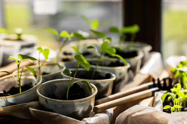 Genç fideler karanlıkta filizlenir, besin açısından zengin topraklar tahta bir kutunun içinde, güneş ışığının tadını çıkarırlar. Yapraklar canlı yeşil, sağlıklı büyüdüğünü gösteriyor. Arka planda yumuşak odak