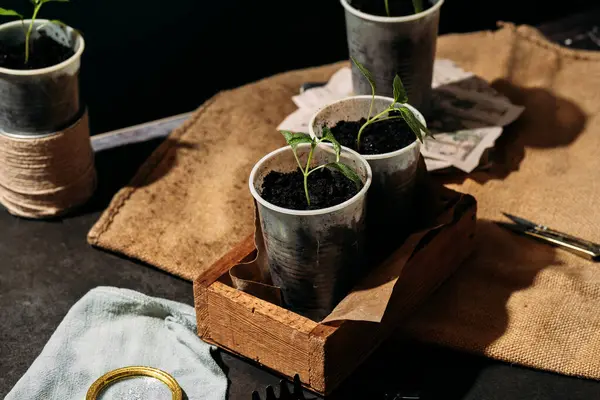 Genç fideleri suyla ıslatıyor. Tohumlar küçük, toprak dolu geri dönüştürülmüş bardaklardan filizlenir, ahşap bir kutuya konur..