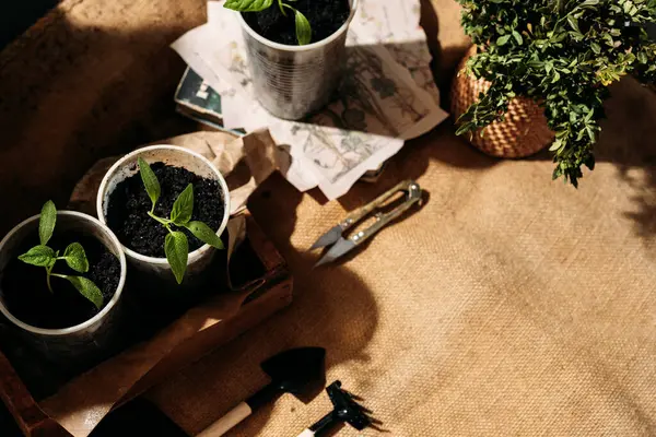 Toprakla dolu küçük, geri dönüştürülmüş bardaklardan filizlenen yavrular güneş ışığında tahta bir kutuya konur. Bardaklar birbirine yakın olarak dizilmiştir. Üst görünüm