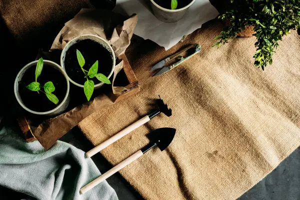 Toprakla dolu küçük, geri dönüştürülmüş bardaklardan filizlenen yavrular güneş ışığında tahta bir kutuya konur. Bardaklar birbirine yakın olarak dizilmiştir. Üst görünüm