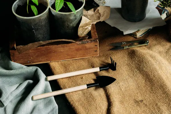Toprakla dolu küçük, geri dönüştürülmüş bardaklardan filizlenen yavrular güneş ışığında tahta bir kutuya konur. Bardaklar birbirine yakın olarak dizilmiştir. Üst görünüm
