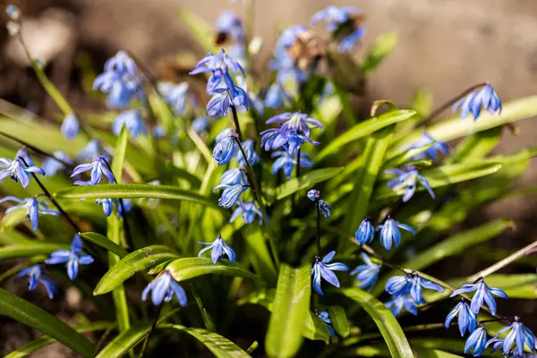 Mavi Kardamlası çiçekleri, bahar çiçekleri