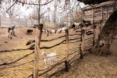 Kahverengi ve kuru topraklarda dolaşan sayısız keçi çiftliği. Ön planda yapraksız ağaçlarla çevrili kırsal ahşap bir çit var. Tahta bir yapı, muhtemelen bir ahır, sağ tarafta görünüyor..
