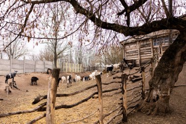 Kahverengi ve kuru topraklarda dolaşan sayısız keçi çiftliği. Ön planda yapraksız ağaçlarla çevrili kırsal ahşap bir çit var. Tahta bir yapı, muhtemelen bir ahır, sağ tarafta görünüyor..