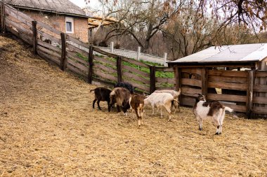 Kahverengi ve kuru topraklarda dolaşan sayısız keçi çiftliği. Ön planda yapraksız ağaçlarla çevrili kırsal ahşap bir çit var. Tahta bir yapı, muhtemelen bir ahır, sağ tarafta görünüyor..
