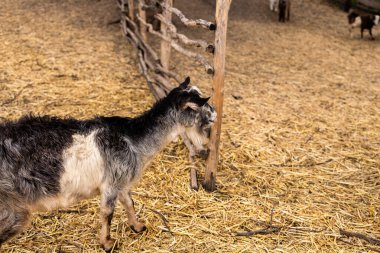 Kahverengi ve kuru topraklarda dolaşan sayısız keçi çiftliği. Ön planda yapraksız ağaçlarla çevrili kırsal ahşap bir çit var. Tahta bir yapı, muhtemelen bir ahır, sağ tarafta görünüyor..