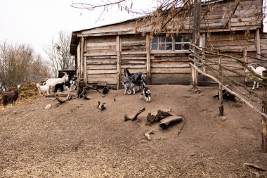 Küçük beyaz ve siyah keçiler ahşap bir çitin üzerinden atlayıp oynuyorlar. Genç siyah ve beyaz keçiler tozlu ve eğimli bir arazide kırsal ahşap bir çitin yanında etkileşime girerler. Çit kaba ahşaptan yapılmıştır.