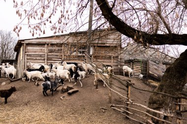 Küçük beyaz ve siyah keçiler ahşap bir çitin üzerinden atlayıp oynuyorlar. Genç siyah ve beyaz keçiler tozlu ve eğimli bir arazide kırsal ahşap bir çitin yanında etkileşime girerler. Çit kaba ahşaptan yapılmıştır.