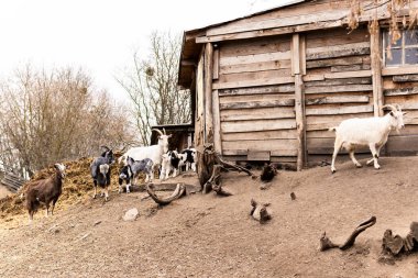 Küçük beyaz ve siyah keçiler ahşap bir çitin üzerinden atlayıp oynuyorlar. Genç siyah ve beyaz keçiler tozlu ve eğimli bir arazide kırsal ahşap bir çitin yanında etkileşime girerler. Çit kaba ahşaptan yapılmıştır.