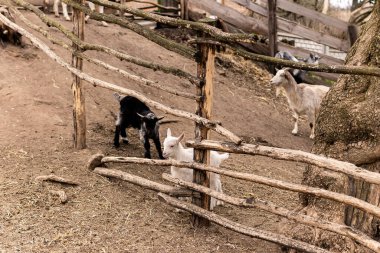 Küçük beyaz ve siyah keçiler ahşap bir çitin üzerinden atlayıp oynuyorlar. Genç siyah ve beyaz keçiler tozlu ve eğimli bir arazide kırsal ahşap bir çitin yanında etkileşime girerler. Çit kaba ahşaptan yapılmıştır.