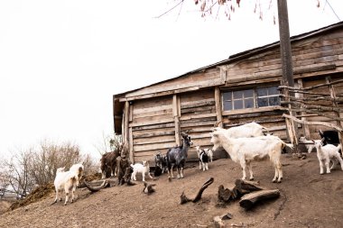 Beyaz, gri, siyah ve kahverengi olmak üzere çeşitli renklerde keçiler eğimli bir toprak alanda toplanırlar. Yıpranmış görünümlü, kırsal ahşap bir ahırın bitişiğindeler..