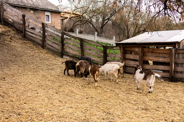 Kahverengi ve kuru topraklarda dolaşan sayısız keçi çiftliği. Ön planda yapraksız ağaçlarla çevrili kırsal ahşap bir çit var. Tahta bir yapı, muhtemelen bir ahır, sağ tarafta görünüyor..