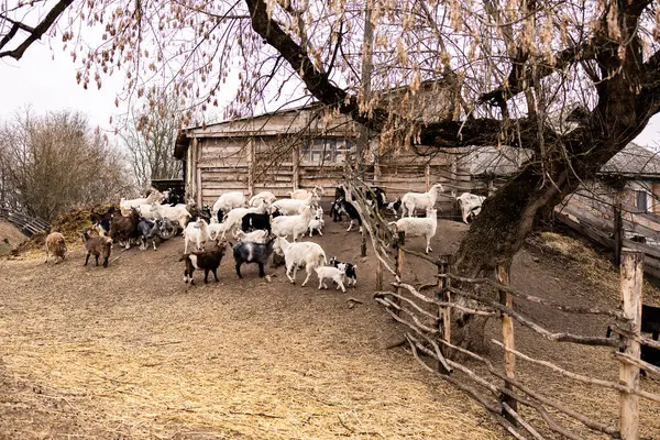 Küçük beyaz ve siyah keçiler ahşap bir çitin üzerinden atlayıp oynuyorlar. Genç siyah ve beyaz keçiler tozlu ve eğimli bir arazide kırsal ahşap bir çitin yanında etkileşime girerler. Çit kaba ahşaptan yapılmıştır.