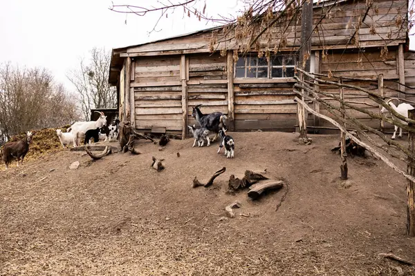 Küçük beyaz ve siyah keçiler ahşap bir çitin üzerinden atlayıp oynuyorlar. Genç siyah ve beyaz keçiler tozlu ve eğimli bir arazide kırsal ahşap bir çitin yanında etkileşime girerler. Çit kaba ahşaptan yapılmıştır.
