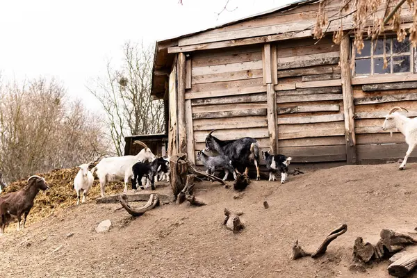 Küçük beyaz ve siyah keçiler ahşap bir çitin üzerinden atlayıp oynuyorlar. Genç siyah ve beyaz keçiler tozlu ve eğimli bir arazide kırsal ahşap bir çitin yanında etkileşime girerler. Çit kaba ahşaptan yapılmıştır.