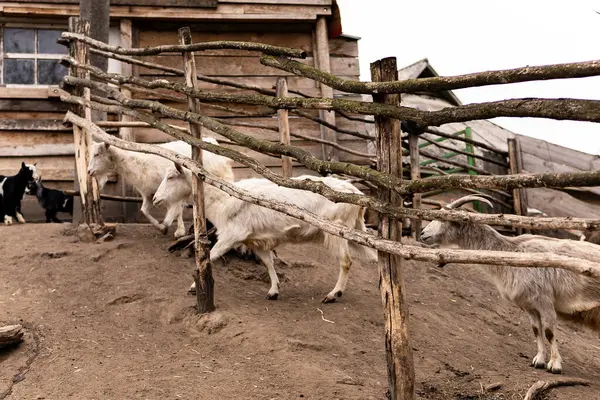 Beyaz, gri, siyah ve kahverengi olmak üzere çeşitli renklerde keçiler eğimli bir toprak alanda toplanırlar. Yıpranmış görünümlü, kırsal ahşap bir ahırın bitişiğindeler..
