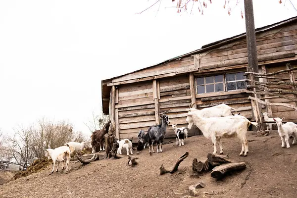 Beyaz, gri, siyah ve kahverengi olmak üzere çeşitli renklerde keçiler eğimli bir toprak alanda toplanırlar. Yıpranmış görünümlü, kırsal ahşap bir ahırın bitişiğindeler..