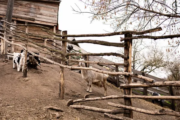 Küçük beyaz ve siyah keçiler ahşap bir çitin üzerinden atlayıp oynuyorlar. Genç siyah ve beyaz keçiler tozlu ve eğimli bir arazide kırsal ahşap bir çitin yanında etkileşime girerler. Çit kaba ahşaptan yapılmıştır.