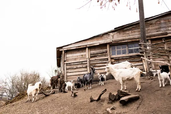 Beyaz, gri, siyah ve kahverengi olmak üzere çeşitli renklerde keçiler eğimli bir toprak alanda toplanırlar. Yıpranmış görünümlü, kırsal ahşap bir ahırın bitişiğindeler..