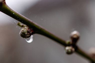 İnce bir dalda şeftali tomurcukları yakın plan. Tomurcuklar şişmiş ve neredeyse çiçek açmaya hazır, parlayan yağmur damlalarıyla kaplı. Arka plan hafifçe bulanık, canlı dokuyu vurguluyor.