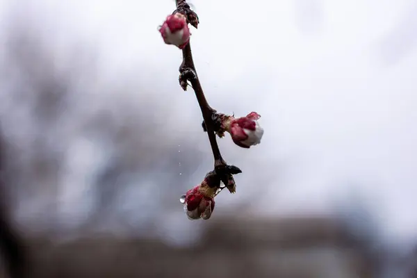 Daldaki kayısı tomurcukları şişmiş ve çiçek açmaya hazır görünüyor. Tomurcuklar pembe, yeşil ipuçları var. Işıkta parlayan yağmur damlalarıyla kaplı. Arka plan yumuşak bir bulanıklık