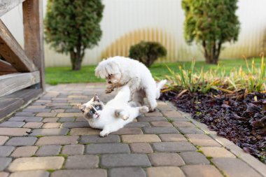 Kedi ve köpek birlikte oynuyorlar. Kedi ve köpek bahçede yatıyor. Kedi ve köpek en iyi arkadaşlar. Hayvanlar arasındaki aşk.