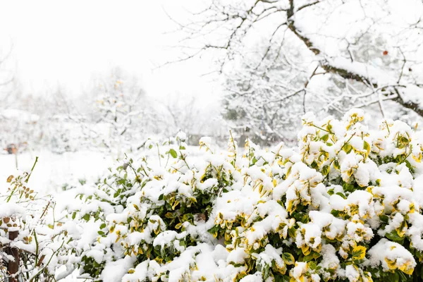 Arbusto Verde Amarelo Coberto Neve Hora Inverno — Fotografia de Stock