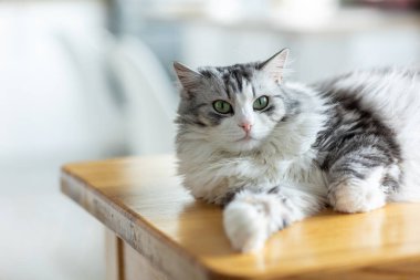 Oturma odasındaki ahşap masanın üzerinde duran sevimli beyaz kedi portresi.