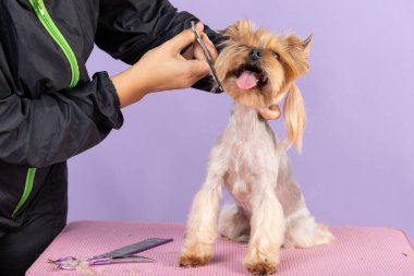 Groomer, Yorkshire Teriyeri 'nin namlusunu kesiyor. Köpek hâlâ pembe arka planda duruyor. Hayvan bakımı kavramı