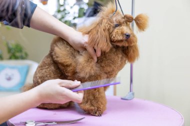 Kaniş saç stili. Kız, köpeği tarıyor. Hayvan bakımı. Kuaför arka planında bir hayvan. Hayvan bakımı kavramı