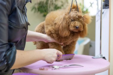 Kaniş saç stili. Kız, köpeği tarıyor. Hayvan bakımı. Kuaför arka planında bir hayvan. Hayvan bakımı kavramı