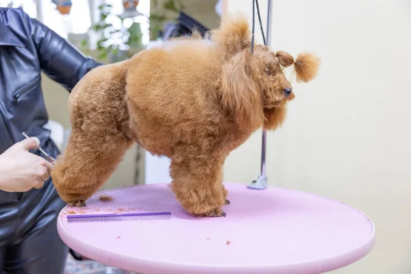 Dog grooming. poodle trustingly gives the mistress a paw for shearing with scissors. Dog salon grooming concept. groomer shearing poodle paws with scissors