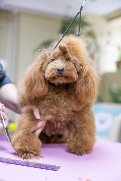 Berdandan Anjing Poodle Trustingly Memberikan Wanita Simpanan Kaki Untuk Mencukur — Stok Foto