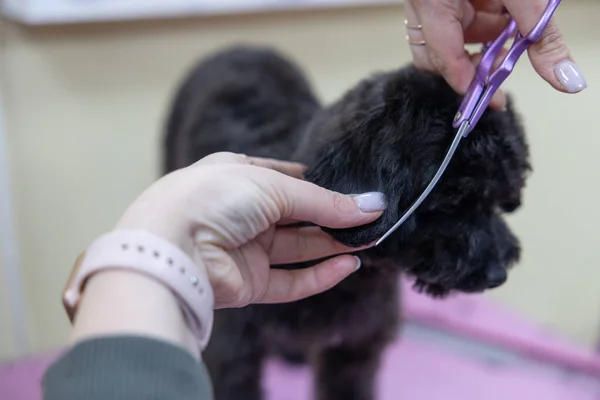 dog groomer trims black poodle puppy in the groomer salon. a groomer trims a poodle\'s ears. animal care concept