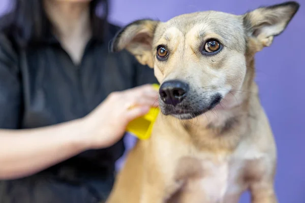 Groomer combing dog hair dog. Female groomer haircut yard dog in the beauty salon for dogs. animal care