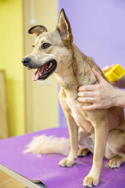 Groomer combing dog hair dog. Female groomer haircut yard dog in the beauty salon for dogs. animal care