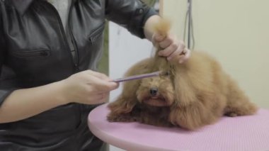 Kadın tımarcı at kuyruğu yapıyor. Saç telini tarıyor. Saf kaniş gibi. Köpek için saç stili. Bakım, güzellik prosedürleri, kuaförde köpek ve evcil hayvan kesimi..
