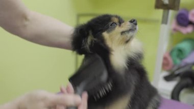 Kıvırcık siyah köpek kuaförde. Tımarcı tükürüğün mantosunu kurutur ve tarar. Profesyonel hayvan bakımı.