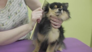 Kıvırcık siyah köpek kuaförde. Tımarcı tükürüğün mantosunu kurutur ve tarar. Profesyonel hayvan bakımı.