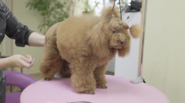 Saç fırçalı kadın eller, evcil hayvan bakım salonundaki bir masada duran yetişkin altın bir kanişi tarıyor. Profesyonel hayvan bakımı.