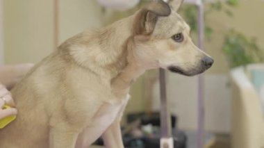Profesyonel tımarcı, kuaförde saç fırçalayıp, saçlarını kurutuyor. Köpek stili. Profesyonel bakım ve hayvan bakımı