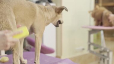 Profesyonel tımarcı, kuaförde saç fırçalayıp, saçlarını kurutuyor. Köpek stili. Profesyonel bakım ve hayvan bakımı