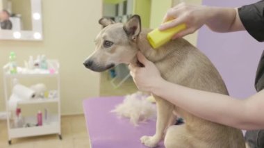Profesyonel tımarcı, kuaförde saç fırçalayıp, saçlarını kurutuyor. Köpek stili. Profesyonel bakım ve hayvan bakımı